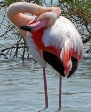 limni7